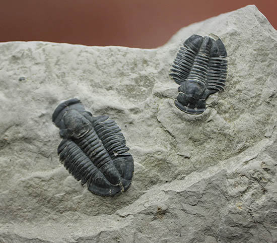 ニ体とも大きい。米国を代表する三葉虫、エルラシア・キンギ(Elrathia Kingi)(その1)