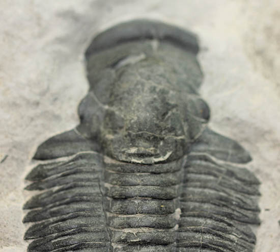 ニ体とも大きい。米国を代表する三葉虫、エルラシア・キンギ(Elrathia Kingi)(その10)