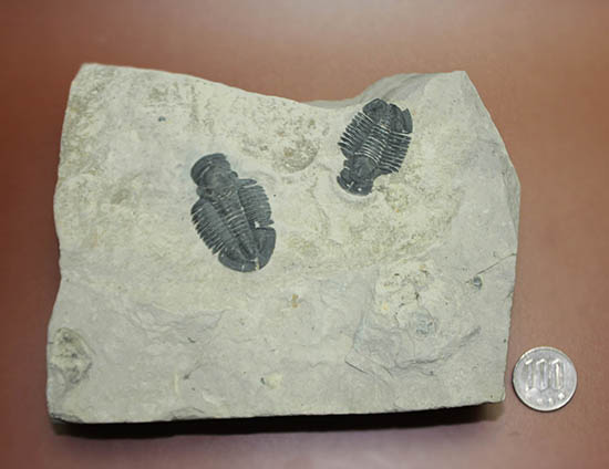 ニ体とも大きい。米国を代表する三葉虫、エルラシア・キンギ(Elrathia Kingi)(その13)