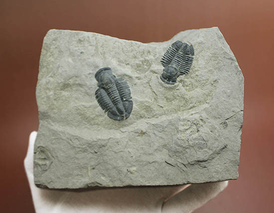 ニ体とも大きい。米国を代表する三葉虫、エルラシア・キンギ(Elrathia Kingi)(その2)