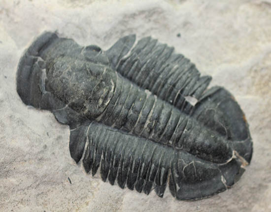 ニ体とも大きい。米国を代表する三葉虫、エルラシア・キンギ(Elrathia Kingi)(その3)