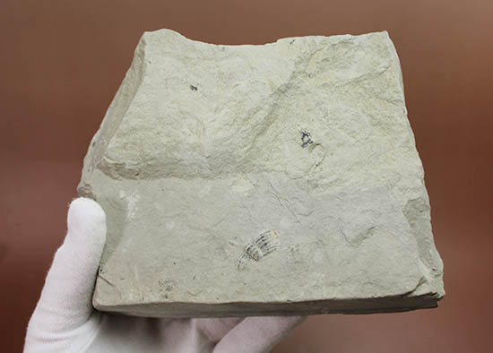 ニ体とも大きい。米国を代表する三葉虫、エルラシア・キンギ(Elrathia Kingi)(その4)