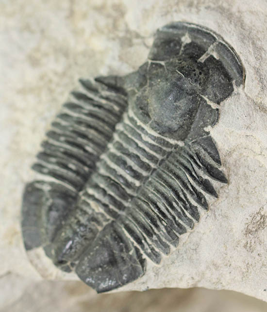 ニ体とも大きい。米国を代表する三葉虫、エルラシア・キンギ(Elrathia Kingi)(その6)