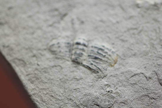 ニ体とも大きい。米国を代表する三葉虫、エルラシア・キンギ(Elrathia Kingi)(その7)