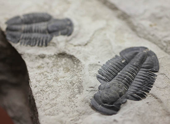 ニ体とも大きい。米国を代表する三葉虫、エルラシア・キンギ(Elrathia Kingi)(その8)