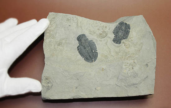 ニ体とも大きい。米国を代表する三葉虫、エルラシア・キンギ(Elrathia Kingi)(その9)