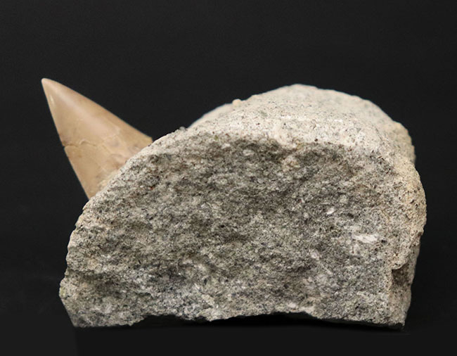 ７０年以上前に採集された希少標本。茨城県産、希少な国産サメの歯化石、母岩付き。（その1）