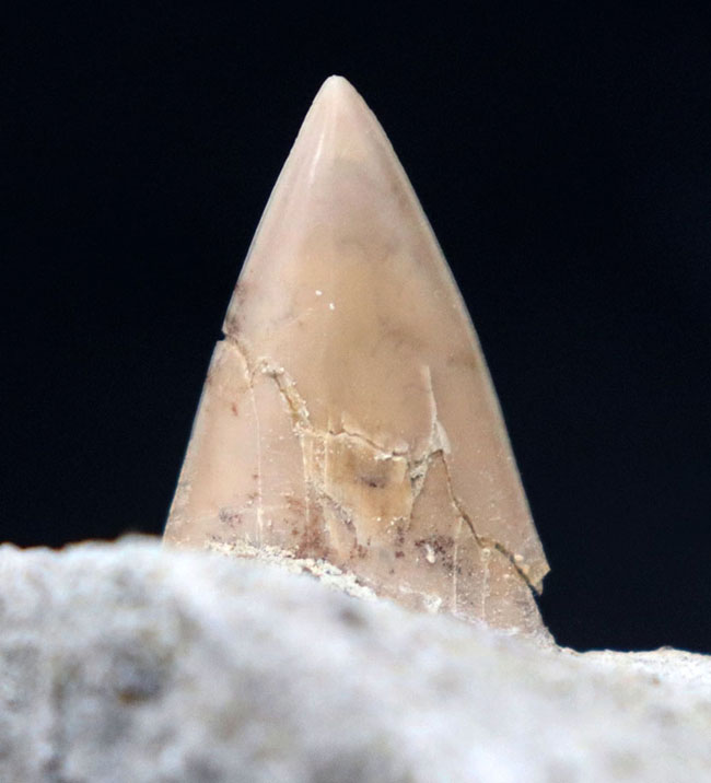 ７０年以上前に採集された希少標本。茨城県産、希少な国産サメの歯化石、母岩付き。（その2）