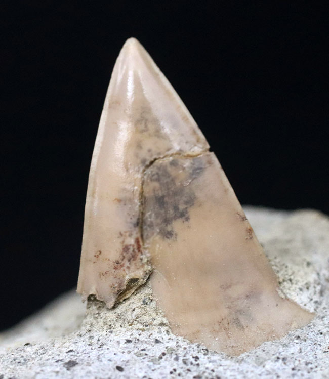 ７０年以上前に採集された希少標本。茨城県産、希少な国産サメの歯化石、母岩付き。（その3）