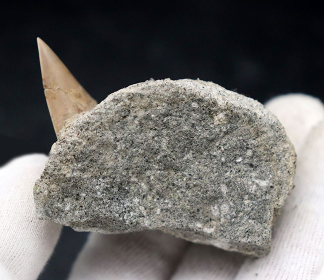 ７０年以上前に採集された希少標本。茨城県産、希少な国産サメの歯化石、母岩付き。（その4）