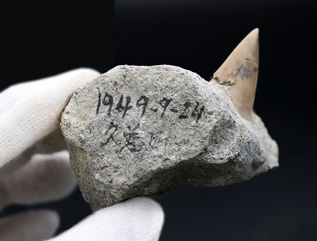 ７０年以上前に採集された希少標本。茨城県産、希少な国産サメの歯化石、母岩付き。（その5）