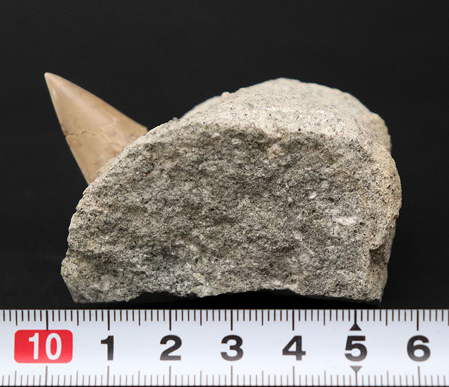 ７０年以上前に採集された希少標本。茨城県産、希少な国産サメの歯化石、母岩付き。（その6）