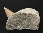７０年以上前に採集された希少標本。茨城県産、希少な国産サメの歯化石、母岩付き。