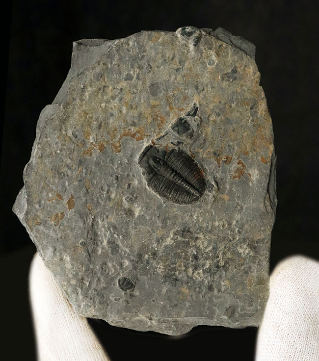 珍しい母岩付き！最も初期の三葉虫の一つ、エルラシア・キンギ（Elrathia Kingi）の化石（その1）