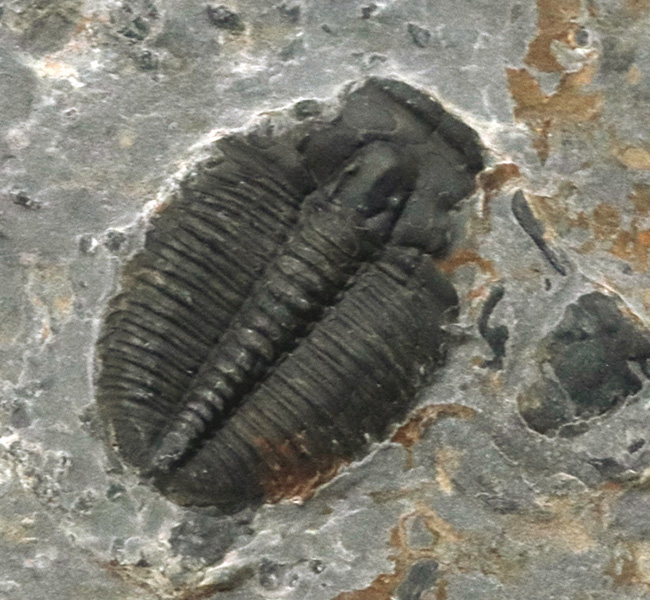 珍しい母岩付き！最も初期の三葉虫の一つ、エルラシア・キンギ（Elrathia Kingi）の化石（その2）