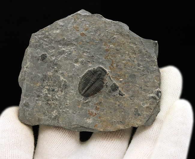 珍しい母岩付き！最も初期の三葉虫の一つ、エルラシア・キンギ（Elrathia Kingi）の化石（その3）