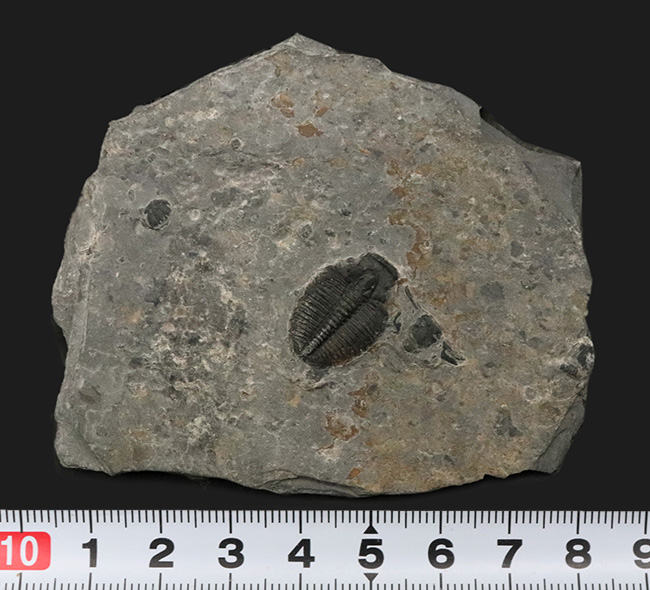 珍しい母岩付き！最も初期の三葉虫の一つ、エルラシア・キンギ（Elrathia Kingi）の化石（その6）