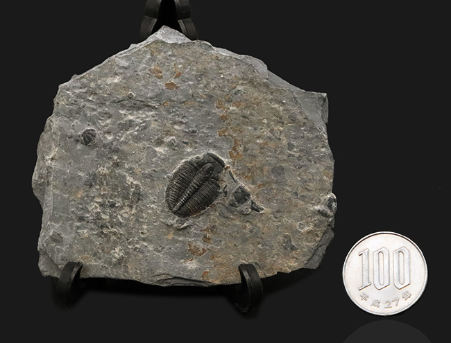 珍しい母岩付き！最も初期の三葉虫の一つ、エルラシア・キンギ（Elrathia Kingi）の化石（その7）