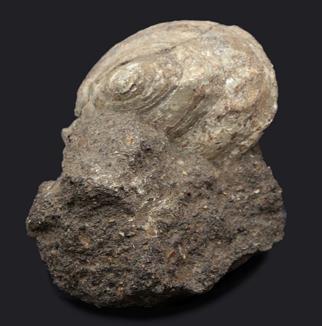 １９世紀に現生種が発見された生きている化石！レア＆マニアックシリーズ！国産の希少巻き貝、母岩付きシカマオキナエビス（Entemnotrochus shikamai）（その1）