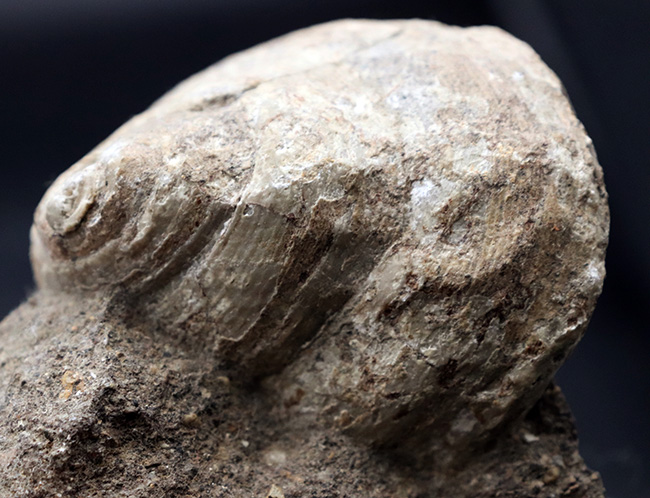 １９世紀に現生種が発見された生きている化石！レア＆マニアックシリーズ！国産の希少巻き貝、母岩付きシカマオキナエビス（Entemnotrochus shikamai）（その2）