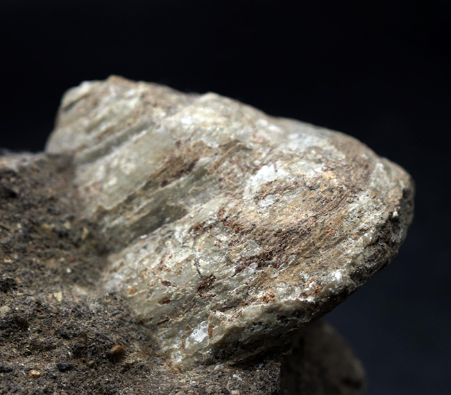 １９世紀に現生種が発見された生きている化石！レア＆マニアックシリーズ！国産の希少巻き貝、母岩付きシカマオキナエビス（Entemnotrochus shikamai）（その3）