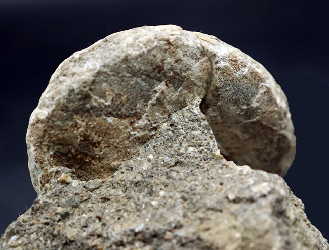 １９世紀に現生種が発見された生きている化石！レア＆マニアックシリーズ！国産の希少巻き貝、母岩付きシカマオキナエビス（Entemnotrochus shikamai）（その4）