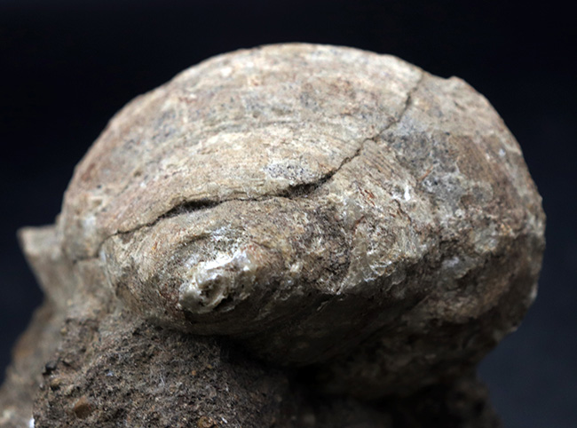 １９世紀に現生種が発見された生きている化石！レア＆マニアックシリーズ！国産の希少巻き貝、母岩付きシカマオキナエビス（Entemnotrochus shikamai）（その5）