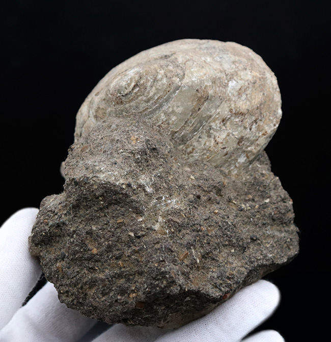 １９世紀に現生種が発見された生きている化石！レア＆マニアックシリーズ！国産の希少巻き貝、母岩付きシカマオキナエビス（Entemnotrochus shikamai）（その6）