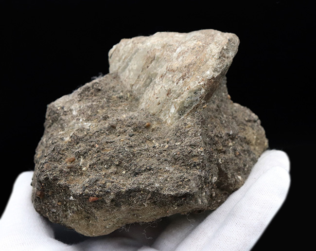 １９世紀に現生種が発見された生きている化石！レア＆マニアックシリーズ！国産の希少巻き貝、母岩付きシカマオキナエビス（Entemnotrochus shikamai）（その7）