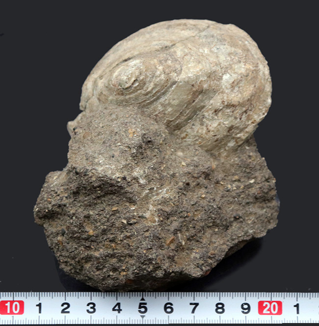 １９世紀に現生種が発見された生きている化石！レア＆マニアックシリーズ！国産の希少巻き貝、母岩付きシカマオキナエビス（Entemnotrochus shikamai）（その8）