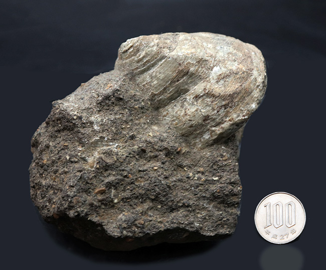 １９世紀に現生種が発見された生きている化石！レア＆マニアックシリーズ！国産の希少巻き貝、母岩付きシカマオキナエビス（Entemnotrochus shikamai）（その9）