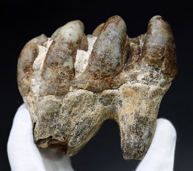 マンモスと同時代を生きたマムート（マストドン）の極めて上質な歯化石（その1）