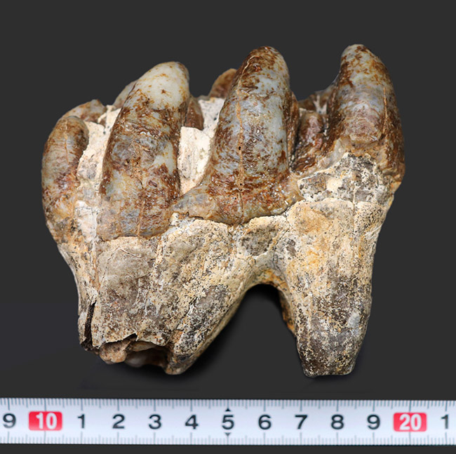 マンモスと同時代を生きたマムート（マストドン）の極めて上質な歯化石（その10）