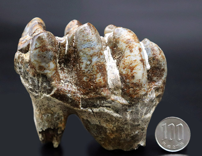 マンモスと同時代を生きたマムート（マストドン）の極めて上質な歯化石（その11）
