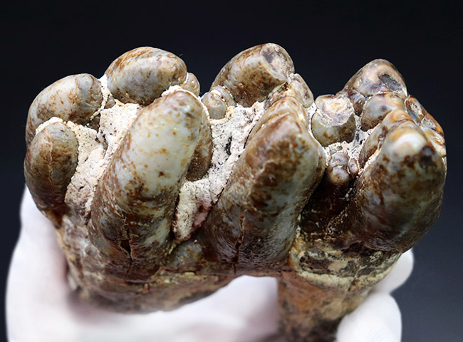 マンモスと同時代を生きたマムート（マストドン）の極めて上質な歯化石（その2）