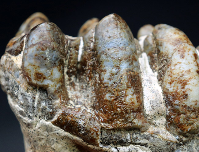 マンモスと同時代を生きたマムート（マストドン）の極めて上質な歯化石（その3）