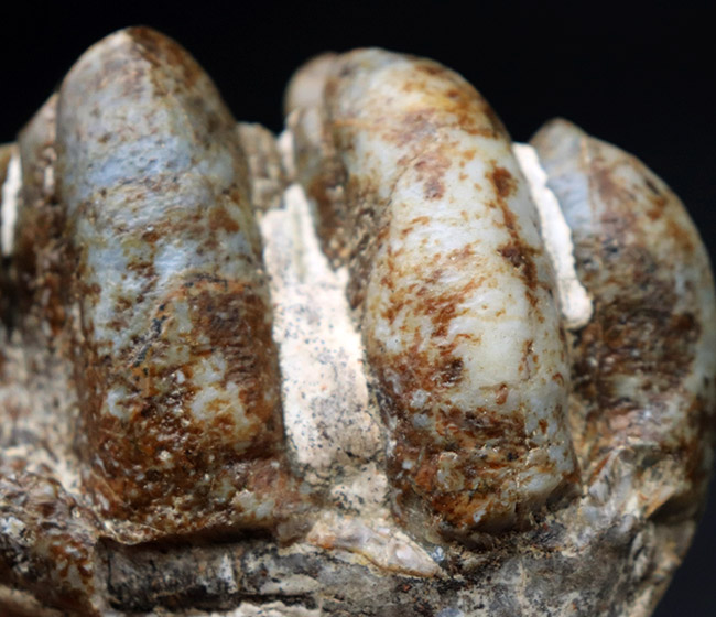 マンモスと同時代を生きたマムート（マストドン）の極めて上質な歯化石（その4）