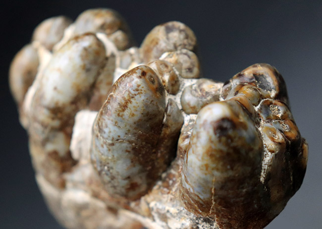 マンモスと同時代を生きたマムート（マストドン）の極めて上質な歯化石（その5）