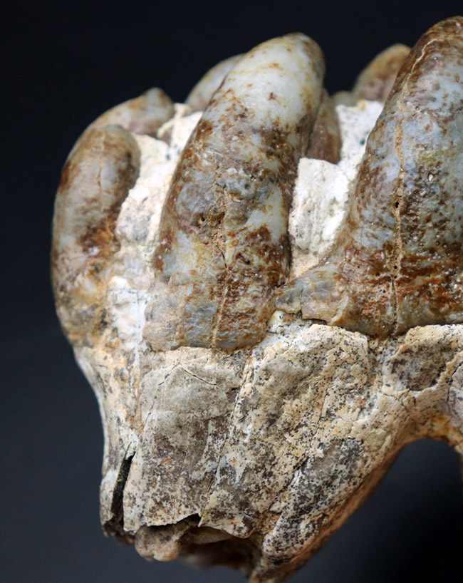 マンモスと同時代を生きたマムート（マストドン）の極めて上質な歯化石（その6）