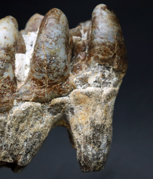 マンモスと同時代を生きたマムート（マストドン）の極めて上質な歯化石（その7）