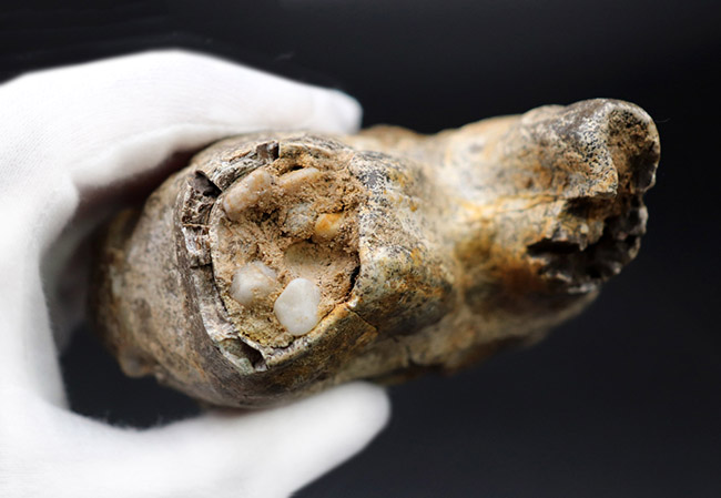 マンモスと同時代を生きたマムート（マストドン）の極めて上質な歯化石（その9）