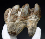 マンモスと同時代を生きたマムート（マストドン）の極めて上質な歯化石