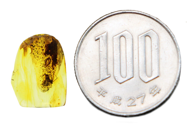 古代の泡、蜘蛛が内包！透明度の高いバルト海産琥珀（Amber） 化石 販売