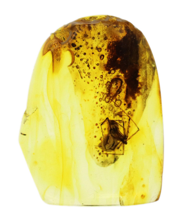 古代の泡、蜘蛛が内包！透明度の高いバルト海産琥珀（Amber）（その2）