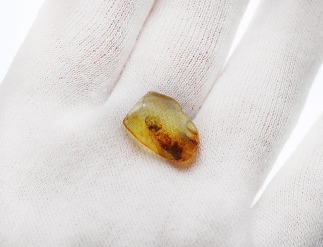 古代の泡、蜘蛛が内包！透明度の高いバルト海産琥珀（Amber） 化石 販売