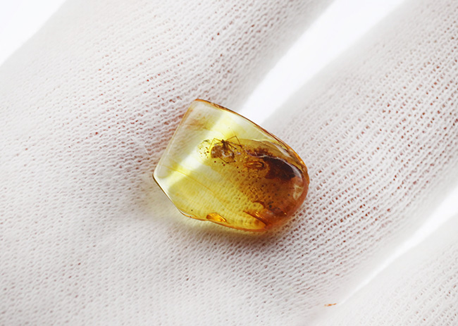 古代の泡、蜘蛛が内包！透明度の高いバルト海産琥珀（Amber） 化石 販売