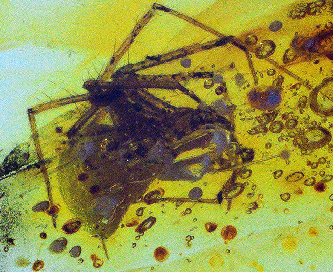 古代の泡、蜘蛛が内包！透明度の高いバルト海産琥珀（Amber） 化石 販売