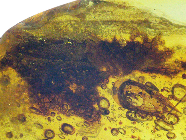 古代の泡、蜘蛛が内包！透明度の高いバルト海産琥珀（Amber）（その7）