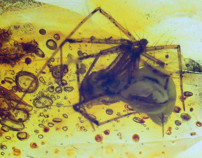 古代の泡、蜘蛛が内包！透明度の高いバルト海産琥珀（Amber）（その8）