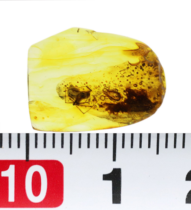 古代の泡、蜘蛛が内包！透明度の高いバルト海産琥珀（Amber）（その9）